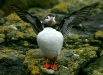Puffin <i>Fractercula arctica</i>