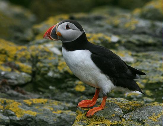 Puffin <i>Fractercula arctica</i>