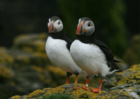 Puffin <i>Fractercula arctica</i>