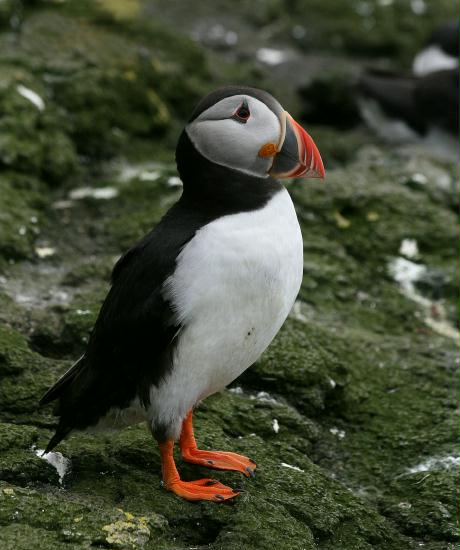 Puffin <i>Fractercula arctica</i>
