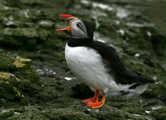 Puffin <i>Fractercula arctica</i>