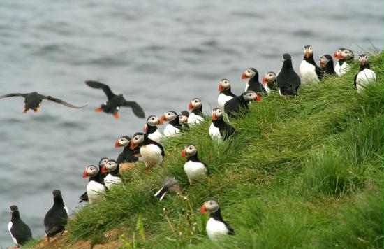 Puffin <i>Fractercula arctica</i>