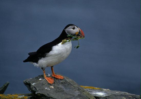 Puffin <i>Fractercula arctica</i>