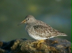 Purple Sandpiper