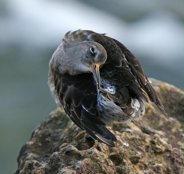 Purple Sandpiper <i>Calidris maritima</i>