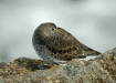 Purple Sandpiper