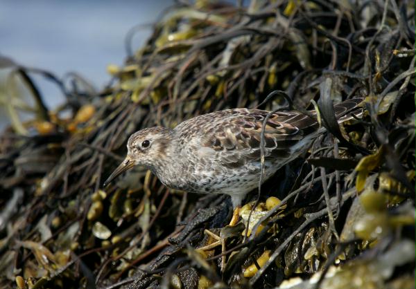 Purple Sandpiper <i>Calidris maritima</i>