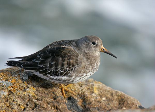 Purple Sandpiper <i>Calidris maritima</i>
