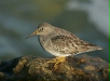 Purple Sandpiper