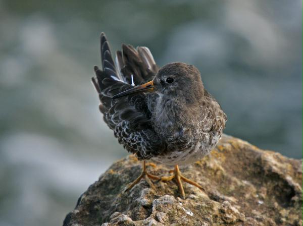 Purple Sandpiper <i>Calidris maritima</i>