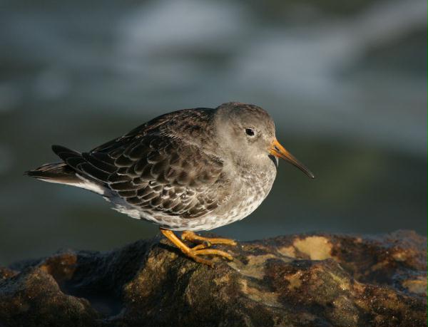 Purple Sandpiper <i>Calidris maritima</i>