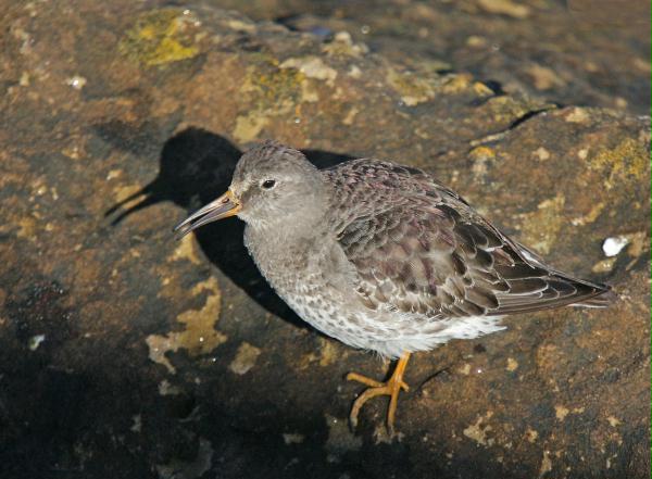 Purple Sandpiper <i>Calidris maritima</i>