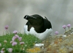 Razorbill