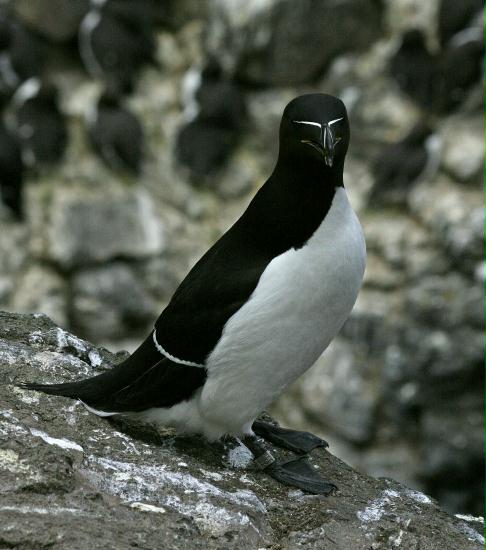 Razorbill <i>Alca torda</i>