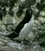 Razorbill