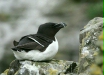 Razorbill