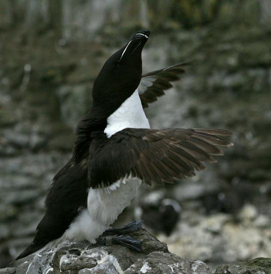 Razorbill <i>Alca torda</i>