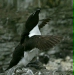Razorbill