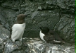 Razorbill