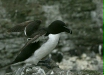 Razorbill