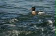 Red-breasted Merganser