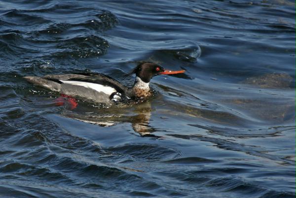 Red-breasted Merganser <i>Mergus serrator</i>