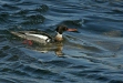 Red-breasted Merganser