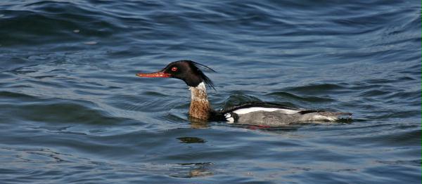 Red-breasted Merganser <i>Mergus serrator</i>