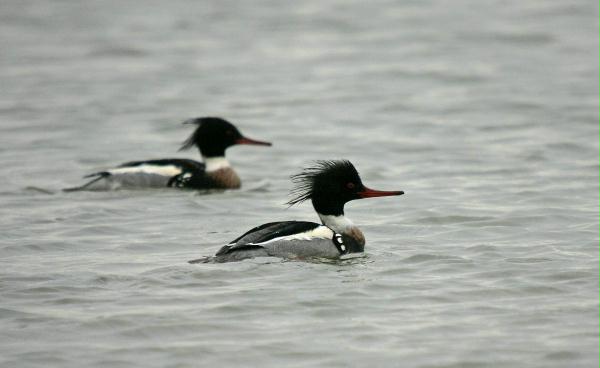 Red-breasted Merganser <i>Mergus serrator</i>