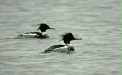 Red-breasted Merganser