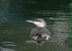 Red-throated Diver