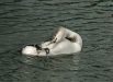 Red-throated Diver