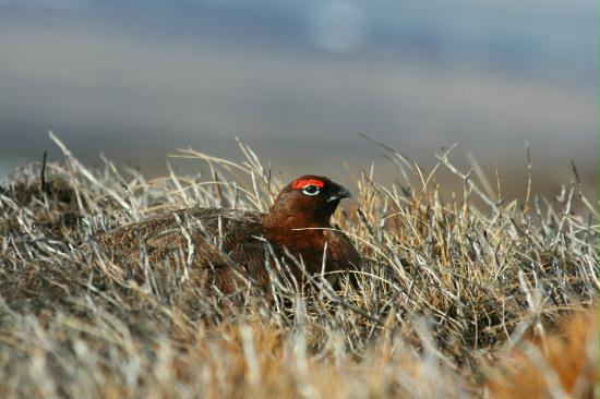 Red Grouse <i>Lagopus lagopus</i>