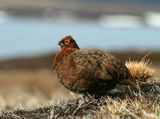 Red Grouse <i>Lagopus lagopus</i>