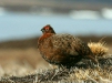 Red Grouse <i>Lagopus lagopus</i>