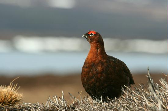 Red Grouse <i>Lagopus lagopus</i>