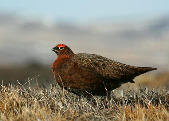 Red Grouse <i>Lagopus lagopus</i>