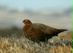 Red Grouse <i>Lagopus lagopus</i>