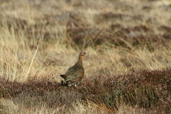 Red Grouse <i>Lagopus lagopus</i>