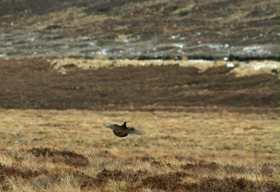 Red Grouse <i>Lagopus lagopus</i>