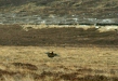 Red Grouse <i>Lagopus lagopus</i>