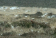 Red Grouse <i>Lagopus lagopus</i>
