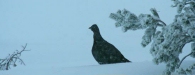 Red Grouse <i>Lagopus lagopus</i>