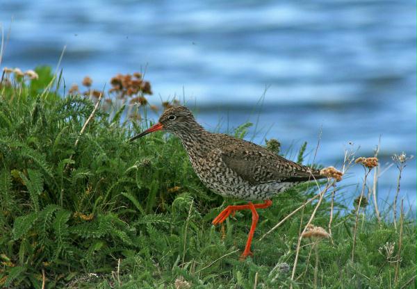 Redshank <i>Tringa totanus</i>