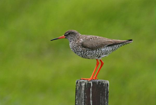 Redshank <i>Tringa totanus</i>