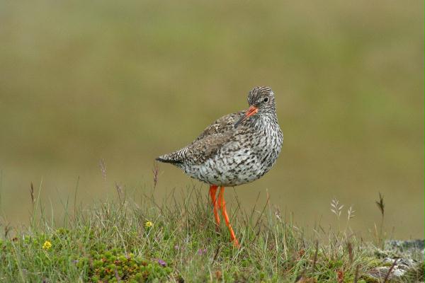 Redshank <i>Tringa totanus</i>