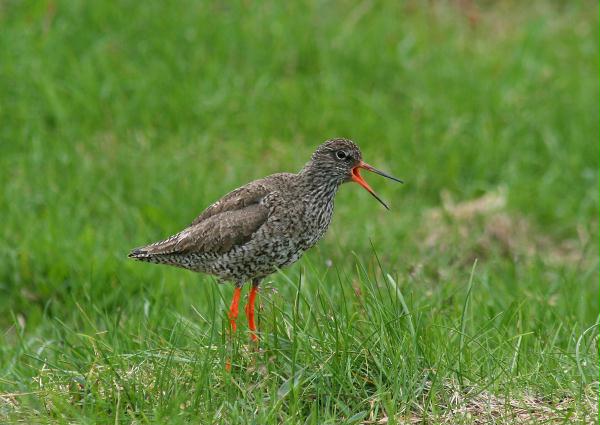 Redshank <i>Tringa totanus</i>