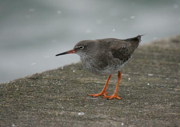 Redshank <i>Tringa totanus</i>