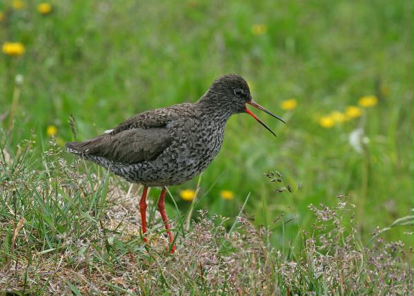 Redshank <i>Tringa totanus</i>