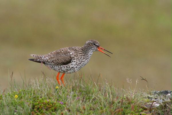 Redshank <i>Tringa totanus</i>